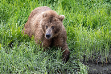 Fototapeta na wymiar Alaskan Brown bear at McNeil River