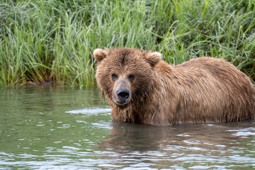Alaskan brown bear wading in water