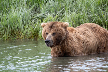 Naklejka na ściany i meble Alaskan brown bear wading in water