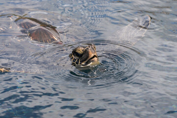 Sea Turtle, Honu, sticking head out of the water for a breath of air. Hawaii