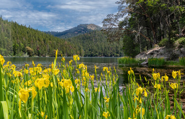 Vibrant yellow Wildflowers on the shore of a lake with forest and mountain in the background.  Squaw Lake, Applegate Oregon.