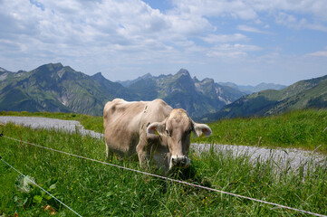 Fototapeta na wymiar cow on the alm