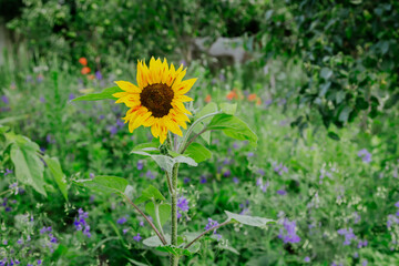 Bright blooming sunflower on a blurred background in the garden.