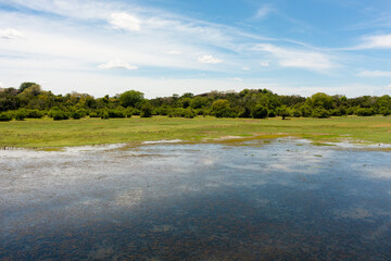 Wetlands and lakes with tropical vegetation, natural habitat for animals. Sri Lanka.