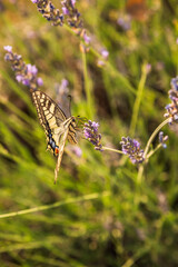 Papilio machaon feeding on flower