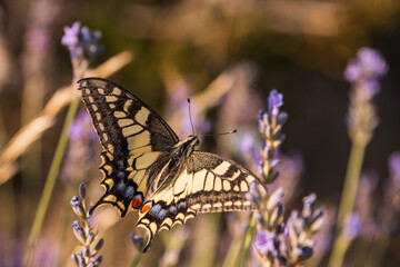 Papilio machaon feeding on flower