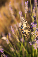 Papilio machaon feeding on flower