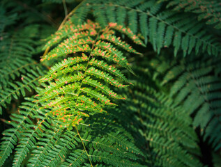 Fern leaf shined by sun in forest. Nature dark pattern background