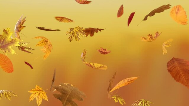 Slowly Falling Autumn Leaves On A Yellow Black Background Alpha Included . 3d Rendering Animation. VJ Loop.