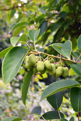 Hardy kiwifruit (Actinidia arguta) ripening on the vine. Mini kiwi baby fruit in the garden. Actinidia arguta is a perennial vine native to Japan, Korea, Northern China. Selective focus.