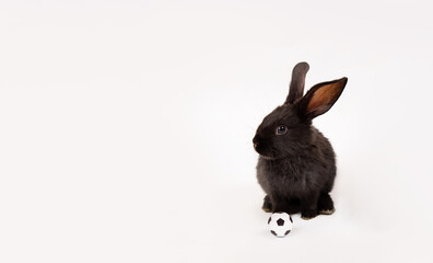 One black rabbit with soccer ball isolated on a white studio background. Football game. Active hobby. Place for text. Player. Workout. Funny animal hare. Sports training. Sporting goods concept