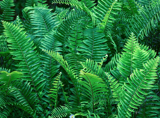 Fresh green nature background with ferns cluster