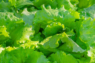 Green lettuce leaves with water drops on a sunny day. plant texture background. close-up