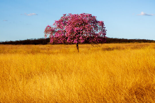 P&eacute; de ip&ecirc; roxo ou pau-d'arco em campo com mato seco