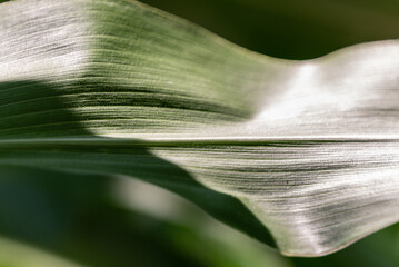 Corn leaf
