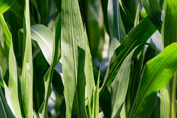 Corn leaves