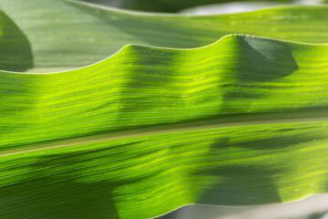 Corn leaf