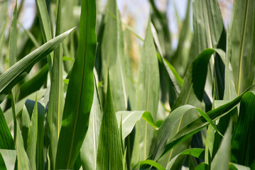 Fototapeta na wymiar Corn leaves