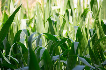 Corn leaves