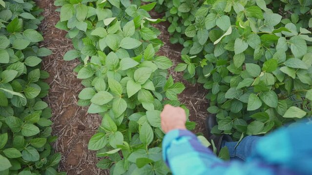 Agriculture. a male farmer with a digital tablet in rubber boots walks in a soybean plantation. soybean farming business concept. farmer feet walking in soybean lifestyle field closeup