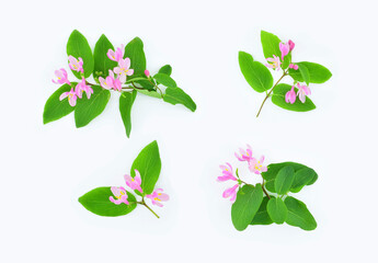 Fototapeta na wymiar Branches with pink flowers and green leaves isolated on a white background. Lonicera tatarica known by the common name Tatarian honeysuckle.