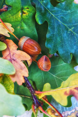 acorns and oak leaves
