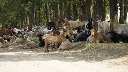 Goats.Goats sitting in the shade of trees.Goats sitting under trees because of the heat wave.