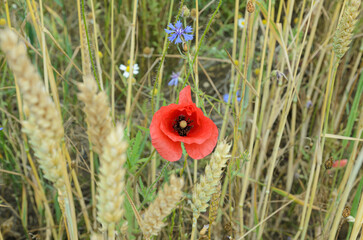 poppy in the field