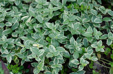 green leaves background