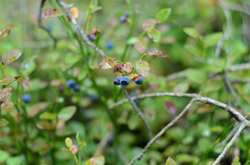 ripe blueberries hang on bushes