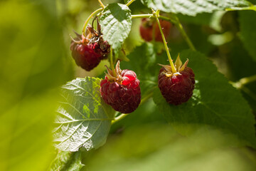 Organic ripe red raspberries on the bush. Close-up. DOF