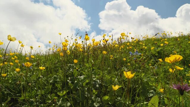 Alpine flowers bloom in summer on the mountain slopes. Yellow poppies rippling gently in the wind. Blue sky with clouds in the background. The beauty of wildlife