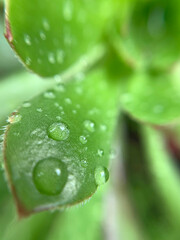 water drops on green leaf