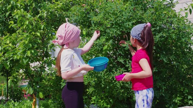 Two small girls are picking honeysuckle in summer garden. Children plucking ripe blue berries from shrubs in backyard near house. Kids harvesting from bushes. Little gardeners, pickers