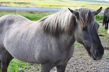 Golden Circle tour in Iceland - 2022