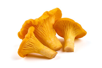 Chanterelle or girolle mushrooms, isolated on white background.