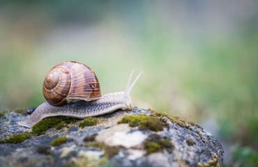 burgundy snail in the nature