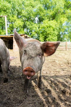 Pig farming raising and breeding of domestic pigs.