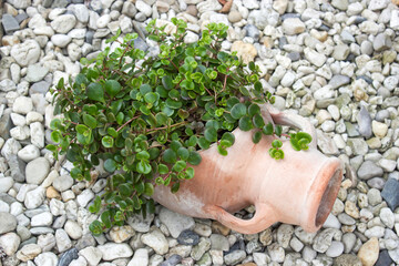 green plant in a clay pot
