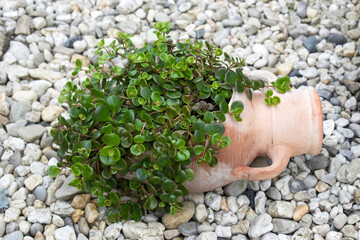 green plant in a clay pot
