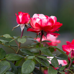 red roses in the garden