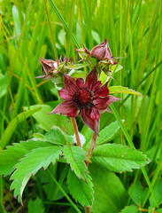 Beautiful red flower against green background