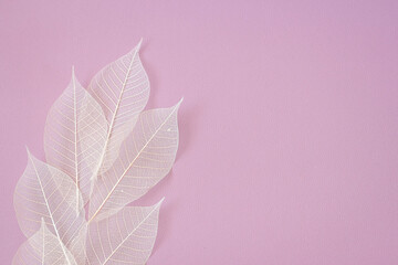 pink background with skeletonized leaves