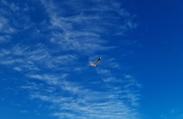 ave sobre cielo azul