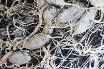 A tubers on the roots of an indoor plant. Background with the roots creepers. Transplanting and caring for indoor potted plants.