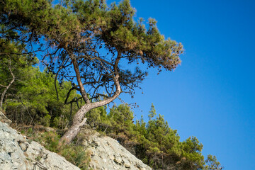 Landscape with trees in the blue sky.Beautiful nature.