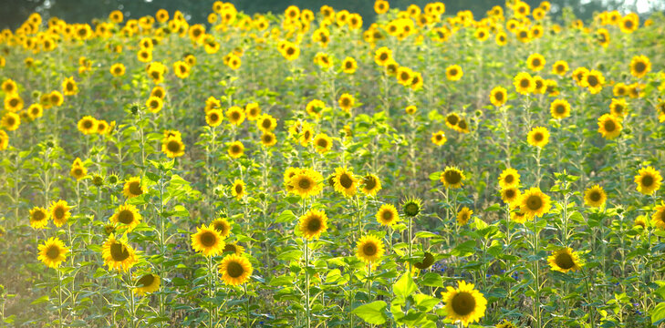 Feld voller Sonnenblumen