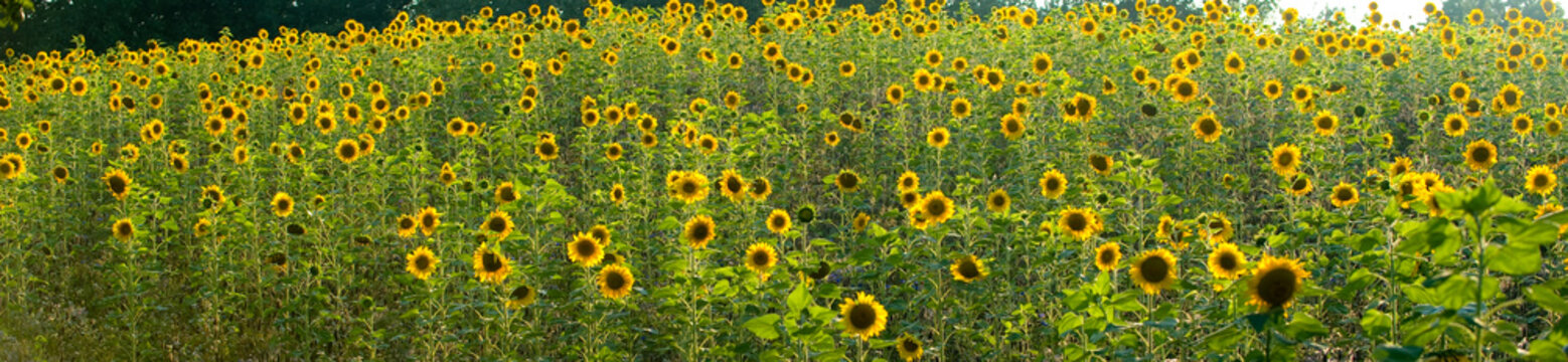 Feld voller Sonnenblumen