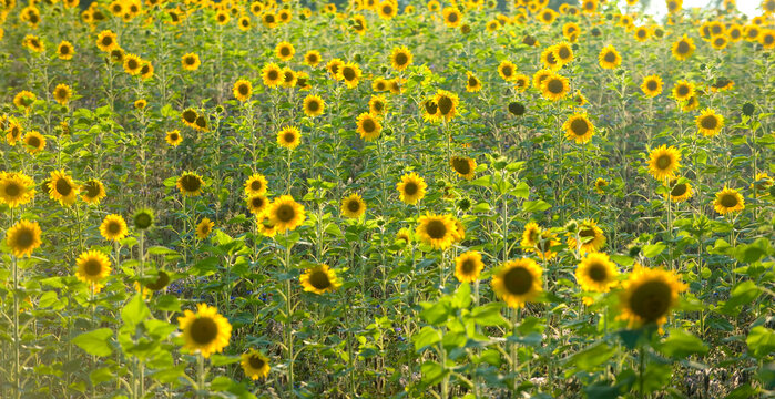 Feld voller Sonnenblumen