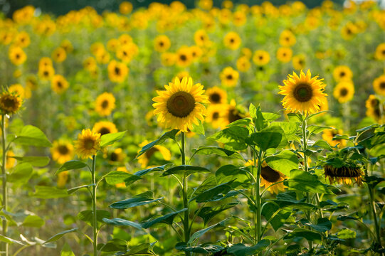 Feld voller Sonnenblumen